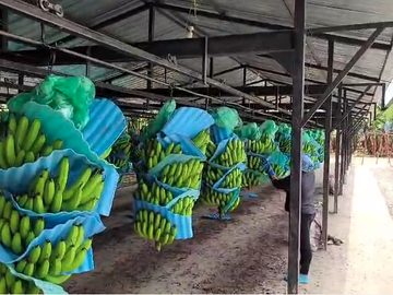 Bananera de venta en sector Isla de Bejucal