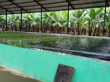 Bananera de venta en sector Isla de Bejucal