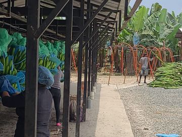 Bananera de venta en sector Isla de Bejucal