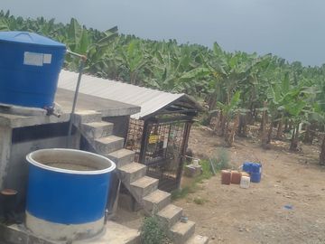 Bananera de venta en sector Isla de Bejucal