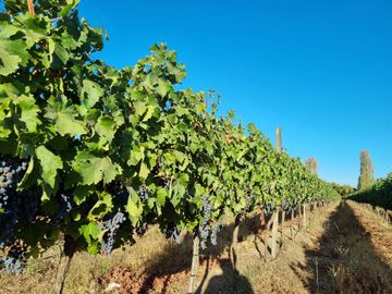 CAMPO CON CASA PATRONAL TERRENO-PARCELA, QUINCHO, GALPONES, CASA CUIDADOR Y 19,33 HECTAREAS