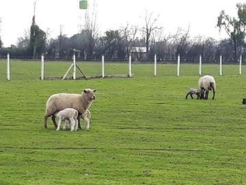CAMPO CON CASA PATRONAL TERRENO-PARCELA, QUINCHO, GALPONES, CASA CUIDADOR Y 19,33 HECTAREAS