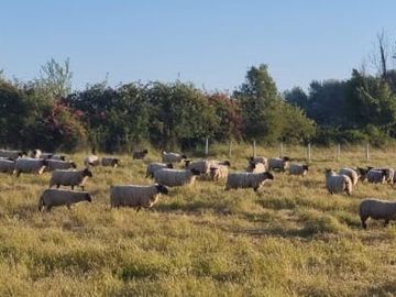 CAMPO CON CASA PATRONAL TERRENO-PARCELA, QUINCHO, GALPONES, CASA CUIDADOR Y 19,33 HECTAREAS