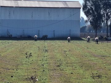 CAMPO CON CASA PATRONAL TERRENO-PARCELA, QUINCHO, GALPONES, CASA CUIDADOR Y 19,33 HECTAREAS