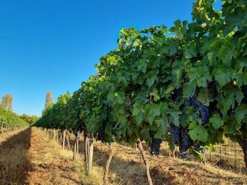 CAMPO CON CASA PATRONAL TERRENO-PARCELA, QUINCHO, GALPONES, CASA CUIDADOR Y 19,33 HECTAREAS