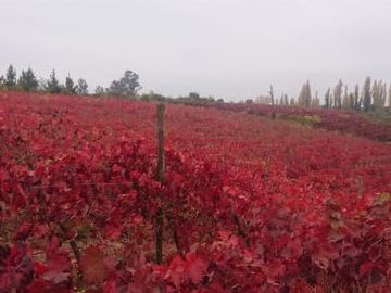 CAMPO CON CASA PATRONAL TERRENO-PARCELA, QUINCHO, GALPONES, CASA CUIDADOR Y 19,33 HECTAREAS