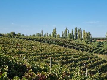 CAMPO CON CASA PATRONAL TERRENO-PARCELA, QUINCHO, GALPONES, CASA CUIDADOR Y 19,33 HECTAREAS