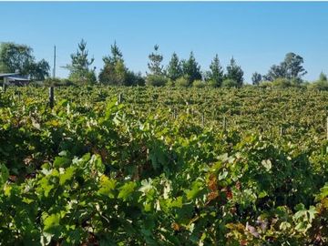 CAMPO CON CASA PATRONAL TERRENO-PARCELA, QUINCHO, GALPONES, CASA CUIDADOR Y 19,33 HECTAREAS