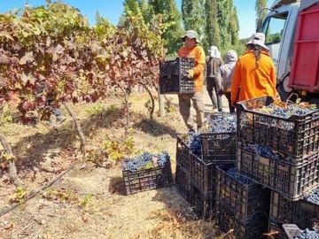 CAMPO CON CASA PATRONAL TERRENO-PARCELA, QUINCHO, GALPONES, CASA CUIDADOR Y 19,33 HECTAREAS