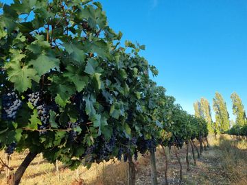 CAMPO CON CASA PATRONAL TERRENO-PARCELA, QUINCHO, GALPONES, CASA CUIDADOR Y 19,33 HECTAREAS