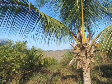 VENDO FINCA DE 52 HECTAREAS CON TIERRAS FERTILES Y LISTAS PARA SEMBRAR