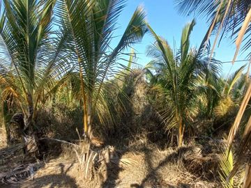 VENDO FINCA DE 52 HECTAREAS CON TIERRAS FERTILES Y LISTAS PARA SEMBRAR