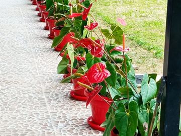 VENDO  O PERMUTO FINCA PRODUCTIVA