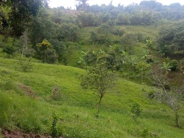 VENDO  O PERMUTO FINCA PRODUCTIVA