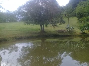 VENTA DE FINCA EN CARMEN DE APICALA