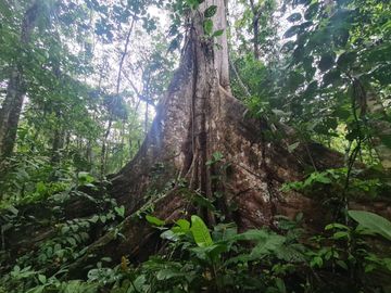 Terreno de 24 Hectáreas con Potencial Ecoturístico a 40 minutos de Tarapoto.