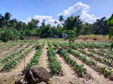 Fully Developed and Productive Farm for Sale