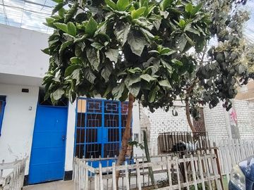 Casa En Venta Para Rentabilizar A Una Cuadra De La Avenida Antunez De Mayolo - Los Olivos