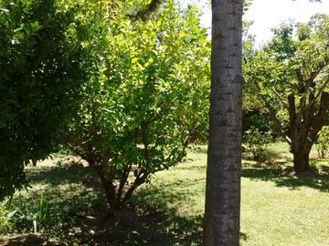 SE VENDE FINCA DE OLIVOS EN MAIPÚ, PROVINCIA DE MENDOZA