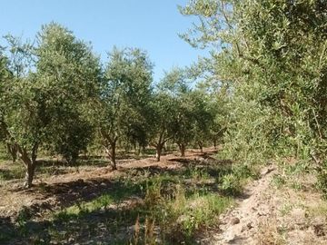 SE VENDE FINCA DE OLIVOS EN MAIPÚ, PROVINCIA DE MENDOZA