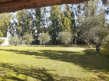 SE VENDE FINCA DE OLIVOS EN MAIPÚ, PROVINCIA DE MENDOZA