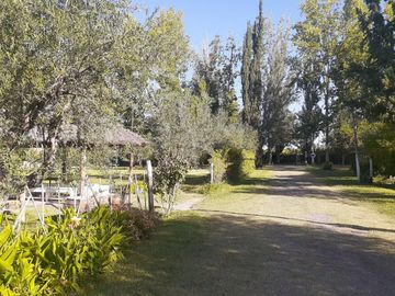 SE VENDE FINCA DE OLIVOS EN MAIPÚ, PROVINCIA DE MENDOZA