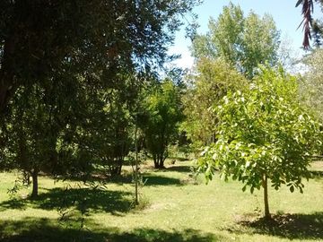 SE VENDE FINCA DE OLIVOS EN MAIPÚ, PROVINCIA DE MENDOZA