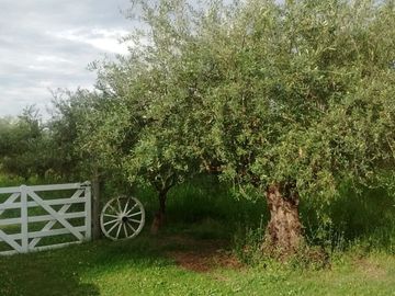SE VENDE FINCA DE OLIVOS EN MAIPÚ, PROVINCIA DE MENDOZA