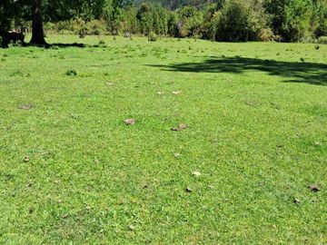 CAMPO AGRÍCOLA GANADERO EN LA COMUNA DE FUTRONO
