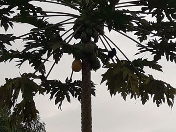 URB CASCADA AZUL PVM, VENDO QUINTA VACACIONAL, SEMBRIOS, SEGURIDAD