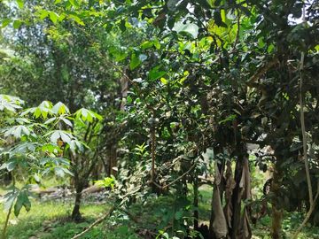 URB CASCADA AZUL PVM, VENDO QUINTA VACACIONAL, SEMBRIOS, SEGURIDAD
