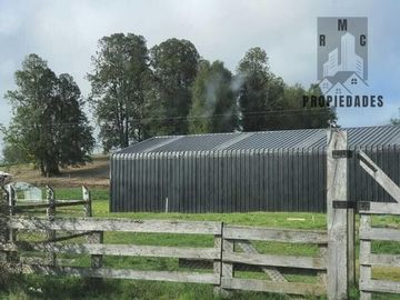 CAMPO AUTOSUSTENTABLE CON PLANTACIÓN DE AVELLANO EUROPEO