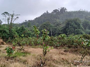 Espectacular Finca de Venta 81 Has