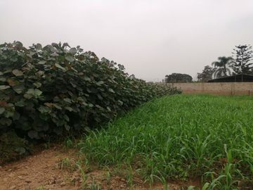 Terreno en Venta, 5,763 m2, con Pozo Subterráneo Propio en Pachacamac