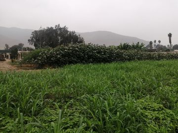 Terreno en Venta, 5,763 m2, con Pozo Subterráneo Propio en Pachacamac