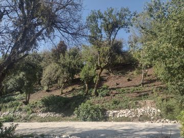 LINDO TERRENO EN SANTA ROSALIA A 10 MIN. DE MINERAL DEL MONTE ZONA BOSCOSA $950 M2