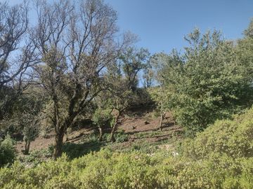 LINDO TERRENO EN SANTA ROSALIA A 10 MIN. DE MINERAL DEL MONTE ZONA BOSCOSA $950 M2