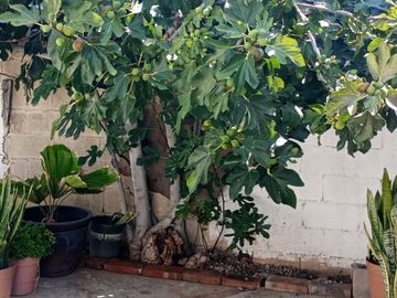 CASA EN VENTA - COLONIA CAMPESTRE MURUA