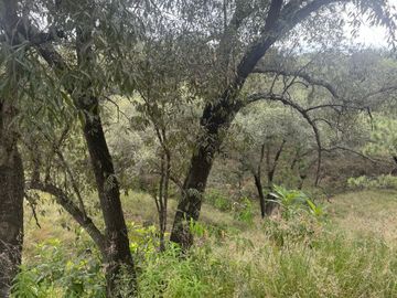 Terreno en venta en fraccionamiento el Roble