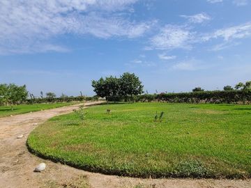 ¡Oportunidad! Venta de Finca de 50,000 m² en Chincha Baja, ideal para proyectos de inversión o desarrollo agrícola.