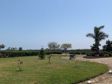 ¡Oportunidad! Venta de Finca de 50,000 m² en Chincha Baja, ideal para proyectos de inversión o desarrollo agrícola.