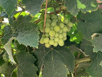 ¡Oportunidad! Venta de Finca de 50,000 m² en Chincha Baja, ideal para proyectos de inversión o desarrollo agrícola.