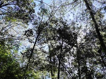32 HA DE TERRENO CON BOSQUE PROFUNDO Y RÍO