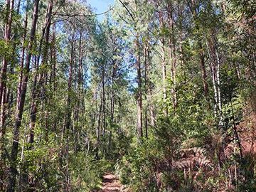 32 HA DE TERRENO CON BOSQUE PROFUNDO Y RÍO