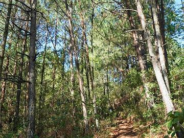 32 HA DE TERRENO CON BOSQUE PROFUNDO Y RÍO