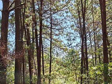 32 HA DE TERRENO CON BOSQUE PROFUNDO Y RÍO