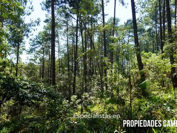32 HA DE TERRENO CON BOSQUE PROFUNDO Y RÍO