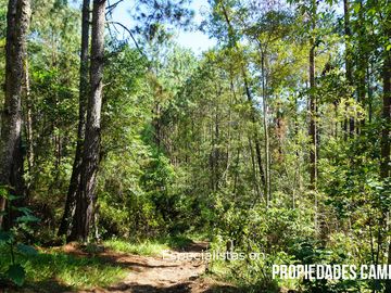 32 HA DE TERRENO CON BOSQUE PROFUNDO Y RÍO