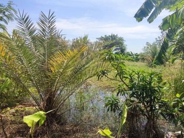 87773 - ขายที่ดินพร้อมสิ่งปลูกสร้าง ต.เพนียด อ.โคกสำโรง จ.ลพบุรี