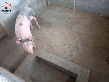 Propiedad de venta en Urcuqui sector Tumbabiro, 5,5 hectáreas